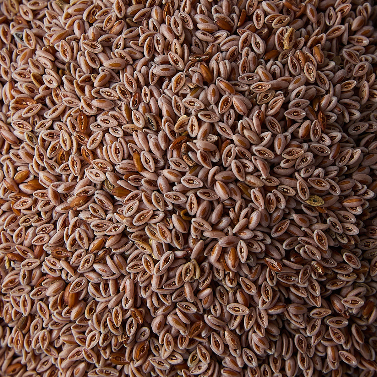 Psyllium Seeds