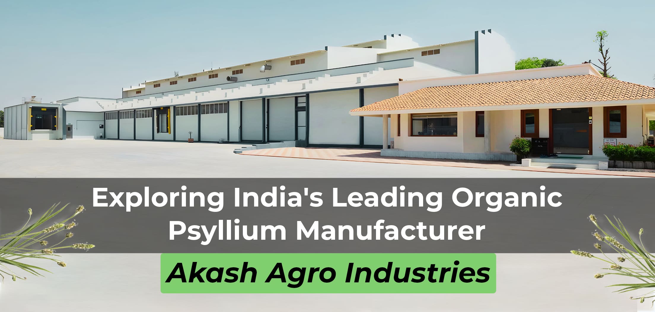 Exploring India's Leading Organic Psyllium Manufacturer: Akash Agro Industries