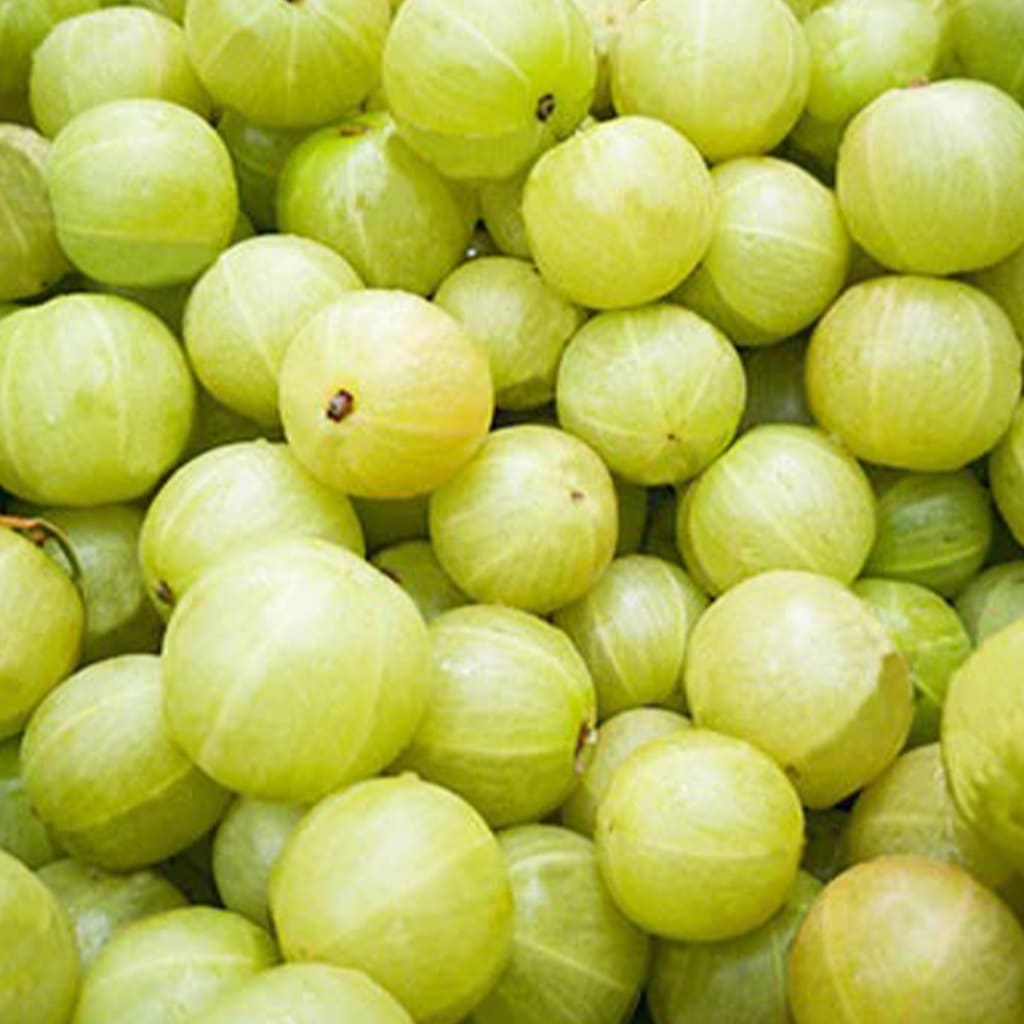 Amla harbs akash agro Gujarat india