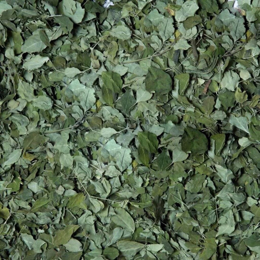 Moringa harbs akash agro Gujarat india